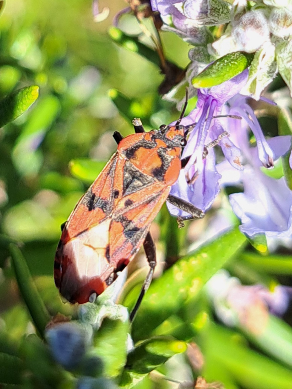 Jardim Representativo da Flora do Algarve