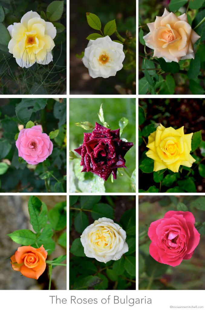 As rosas da Bulgária - Travels with Tricia