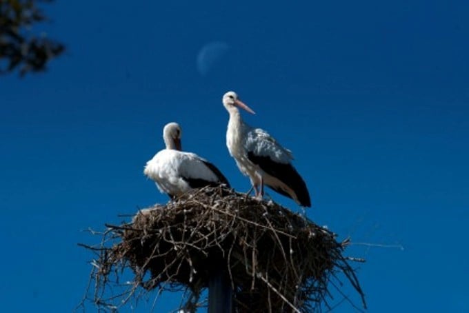 Ninhos de cegonhas por todos os lados na Croácia - Fonte: Croatia Week