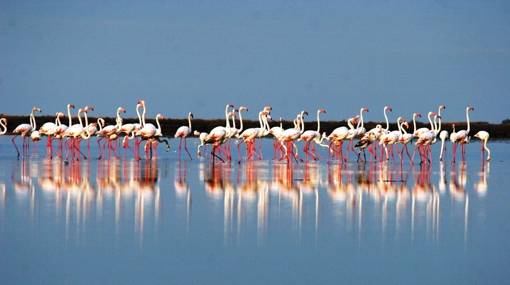 Pássaros no Lago Skadar em Montenegro - Montenegro WordPress