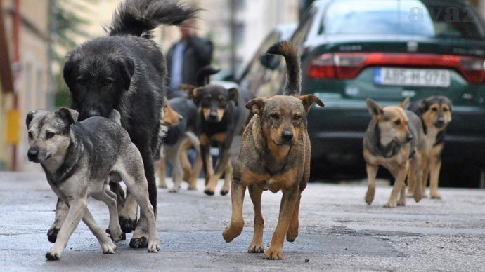 Cachorros de rua na Bósnia - Change.org
