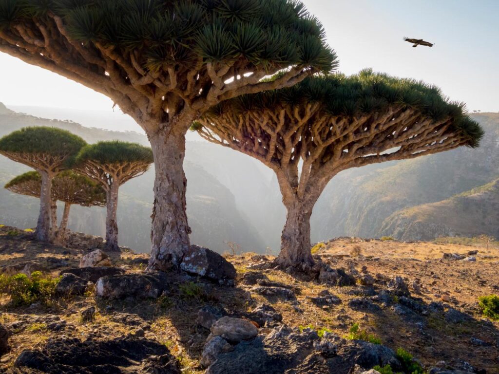 Ilha de Socotra - Discovery
