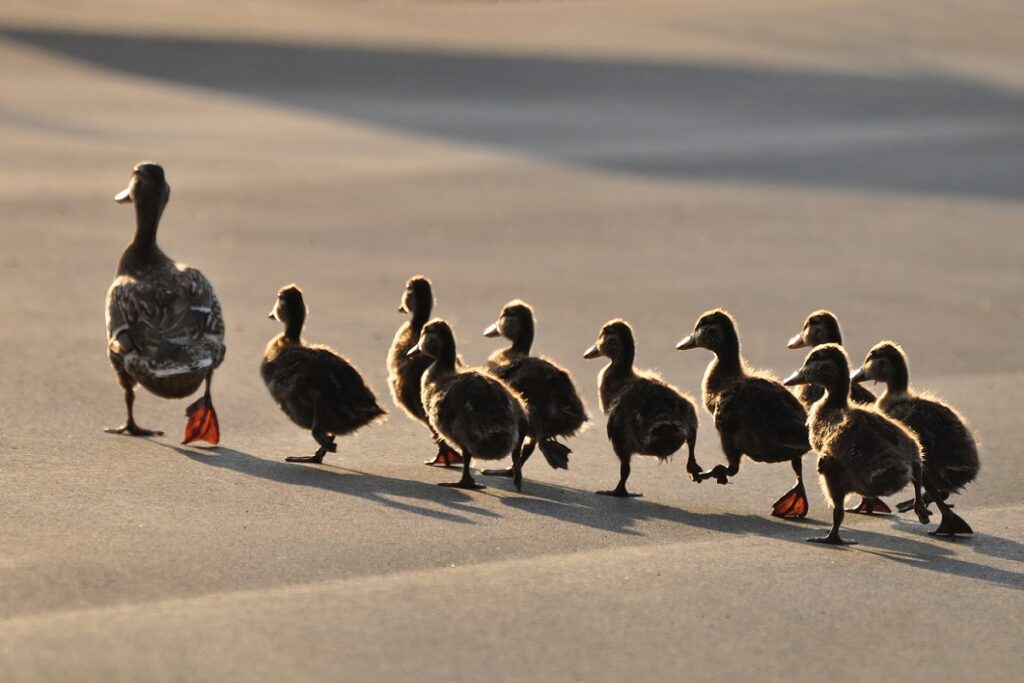 Liderança natural do Desbravador de Metrópoles - TrainingZone