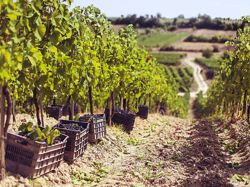 Rahovec Kosovo - Sygic Travel