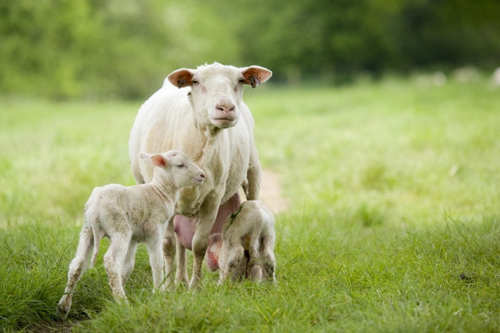 Classificação dos Queijos Franceses: Leite de Ovelha - Organic Sheep & Goats Milk Yoghurt
