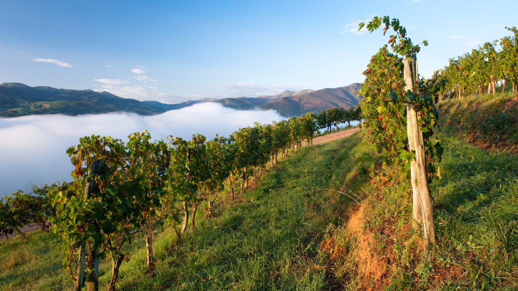 Região Sudoeste da França - SevenFifty Daily