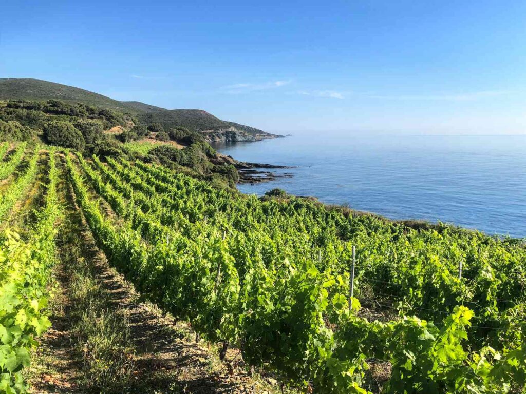 Vinhos franceses da região de Corsega - Food & Wine