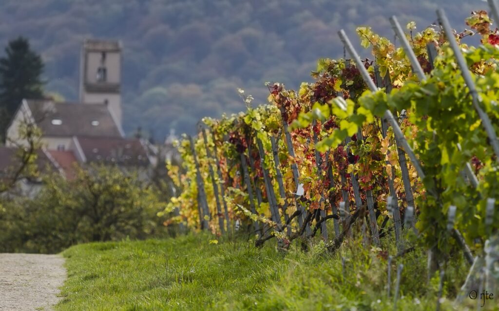 Vinhos da Região de Lorraine - French Moments