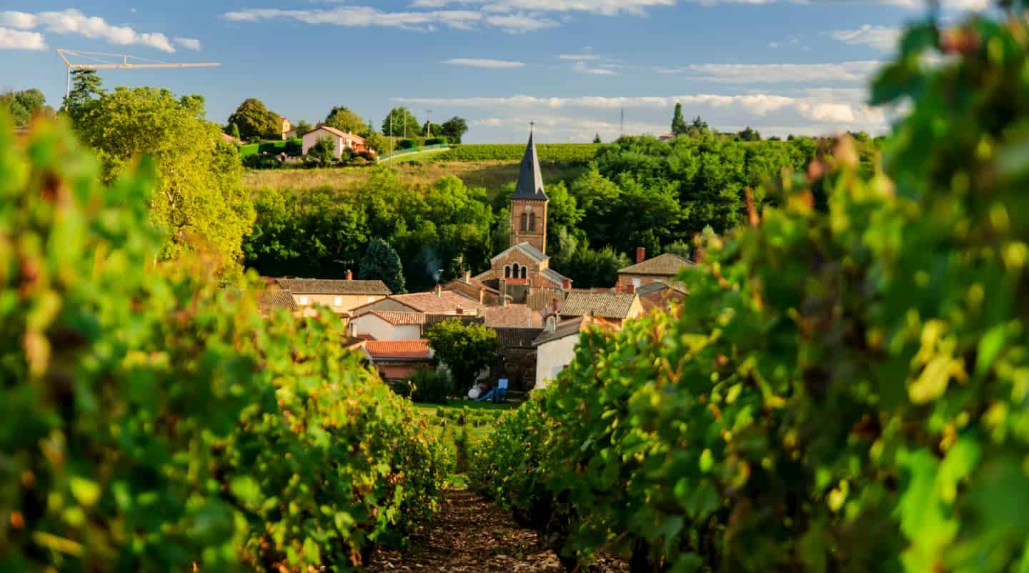 Regiões produtoras de vinhos franceses - Vinovest