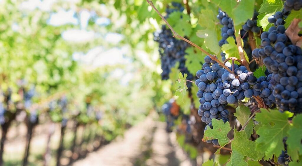 Vinhos de Portugal - Now in Portugal