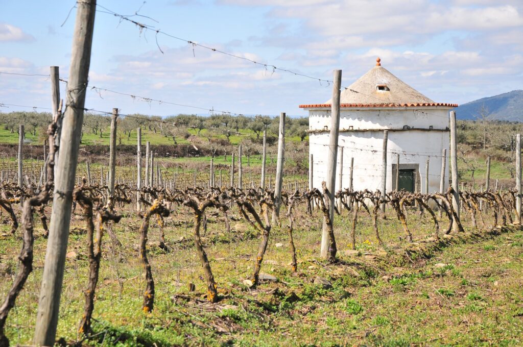Vinhos da Beira Portugal - Wines of Portugal
