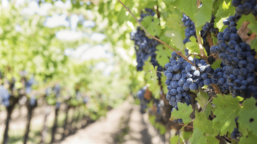 Vinhos de Dão Portugal - Parras Wines