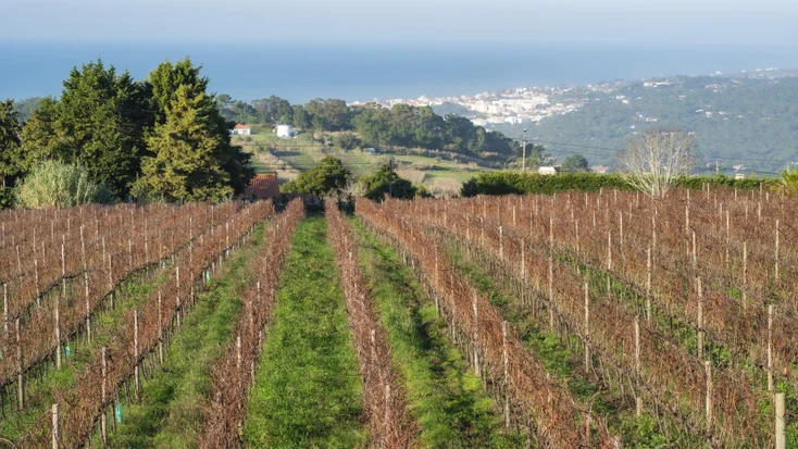 Vinhos de Lisboa - Wine Searcher