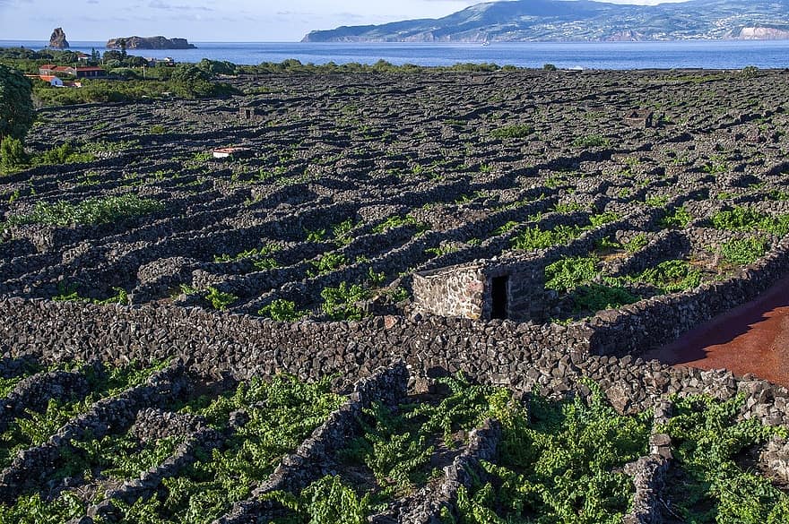 Vinhos dos Açores Portugal - Pikist