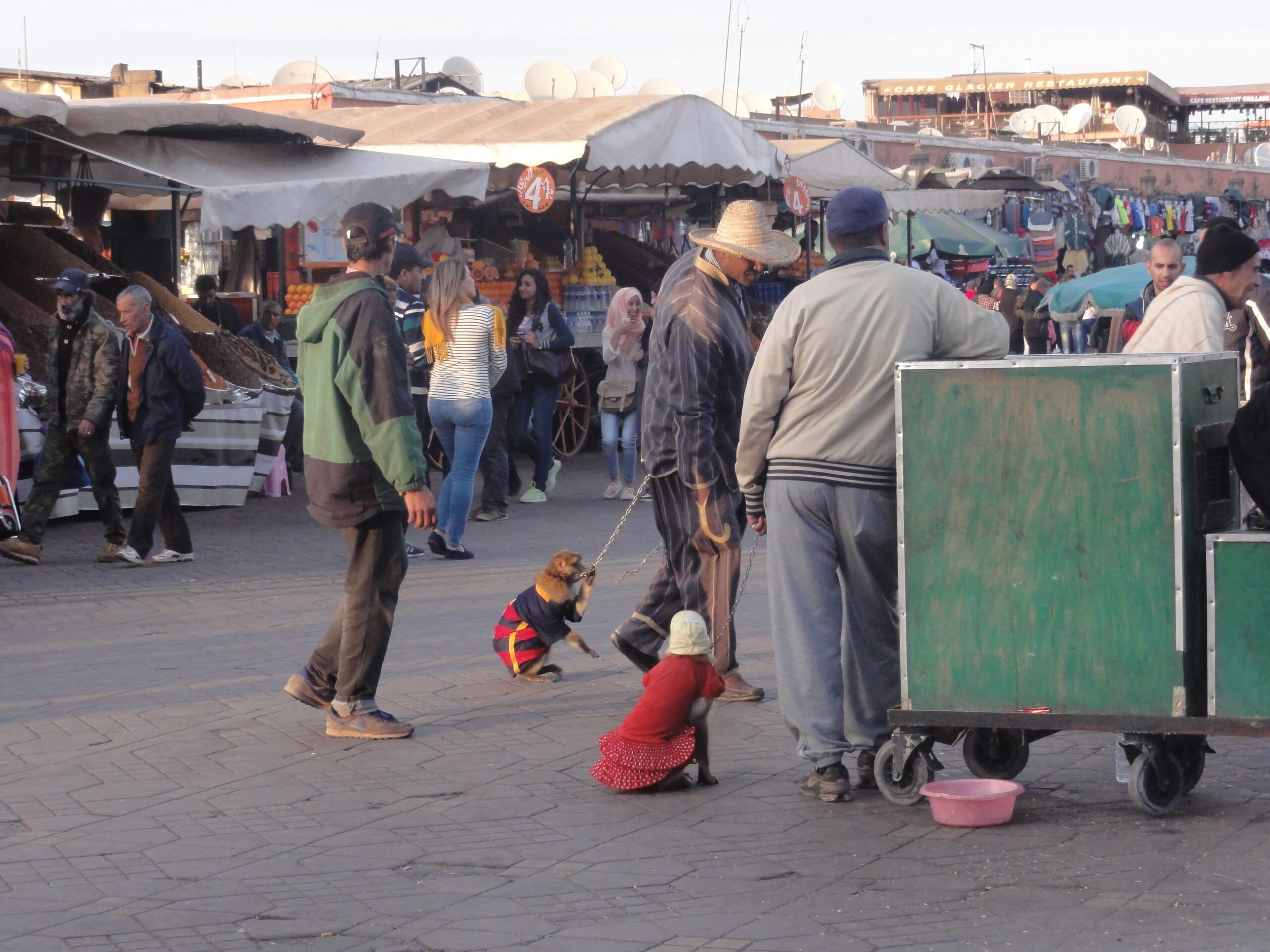Nem sonhe em tirar fotos descaradas dos macacos artistas em Marrakech - Magu Mathias