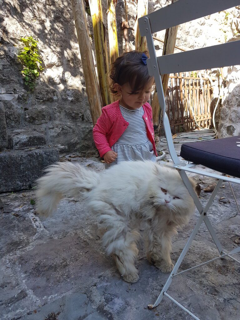 Gatos de Kotor Montenegro - Magu Mathias