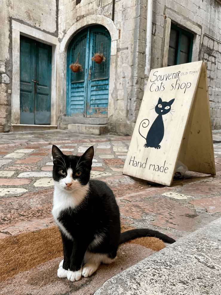 Gatos de Montenegro - Danijelas Cat Shop