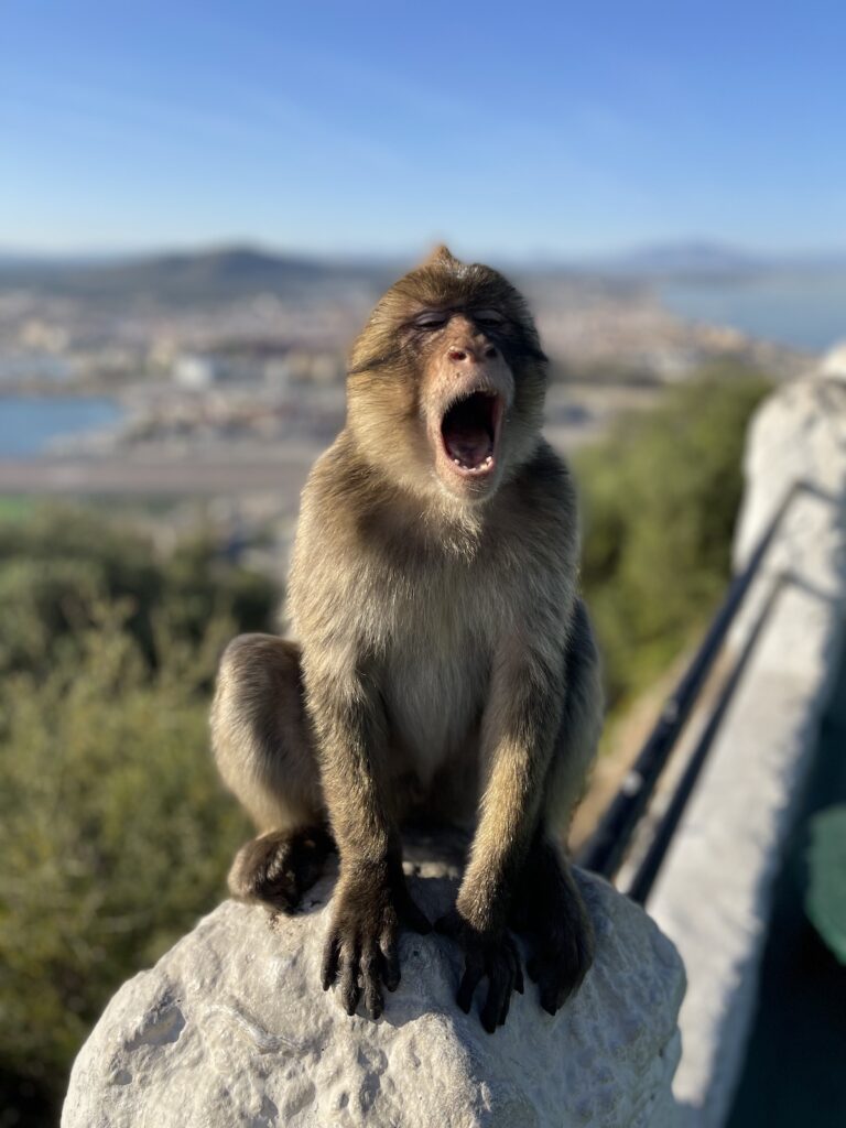 Apes Den Gibraltar - Gibraltar Tours