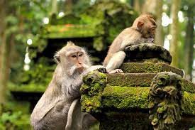 Floresta dos Macacos Ubud Bali - Bali Car Rental with Driver