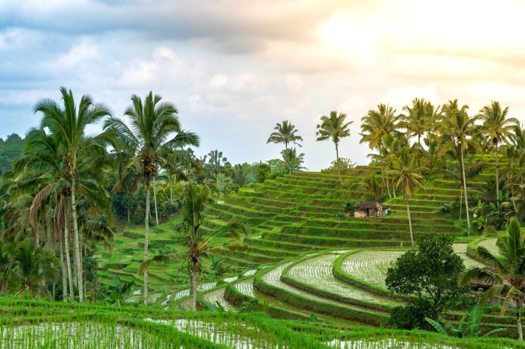 Terraços de Arroz de Tegalalang Bali - Baligram Magazine