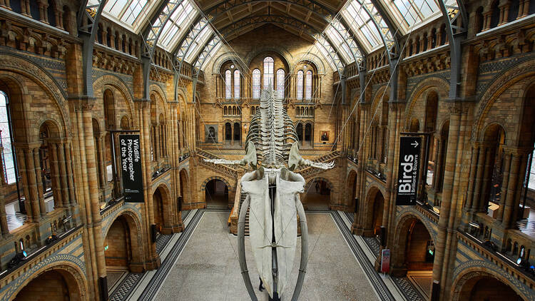 Natural History Museum Londres - Time Out