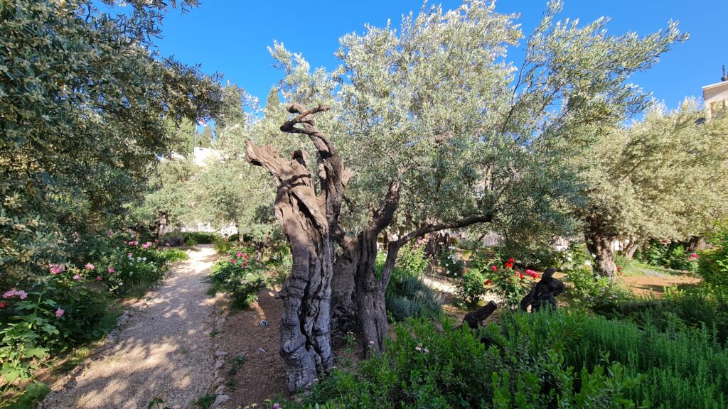 Jardim Getsêmani Jerusalém - Magu Mathias