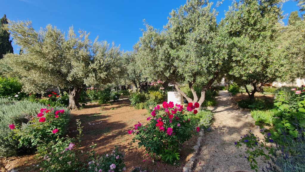 Jardim Getsêmani Jerusalém - Magu Mathias