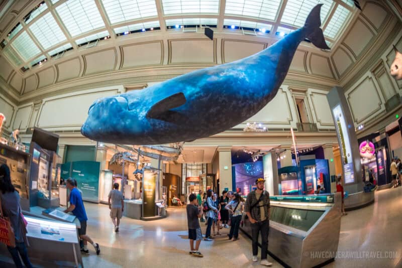 Smithsonian Natural History Museum Washington DC - Cherry Blossom Watch