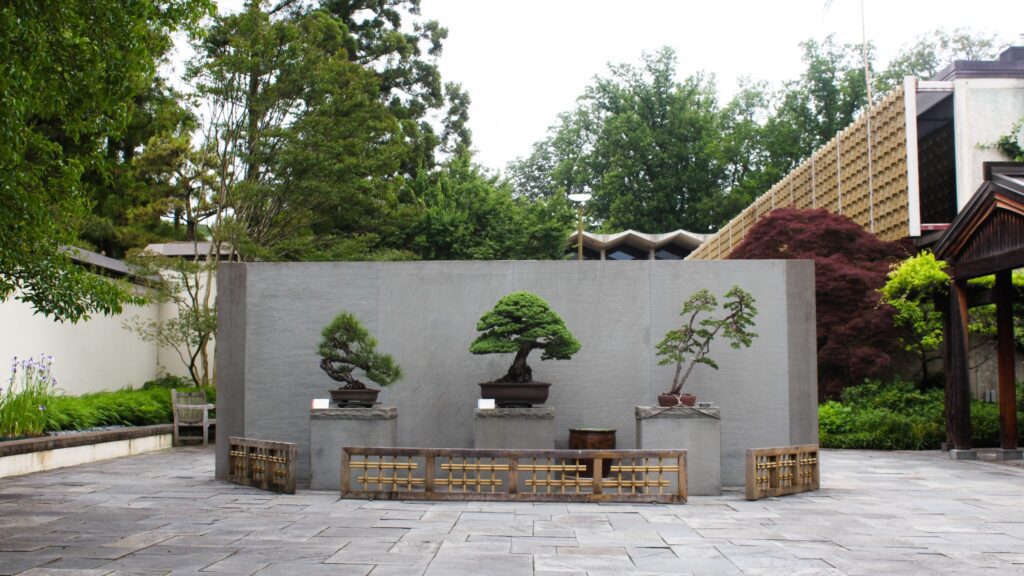 Coleção de Bonsais do United States National Arboretum Washington DC - Friends of the National Arboretum