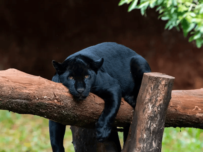 Itaipu Refugio Biologico - Turismo Itaipu