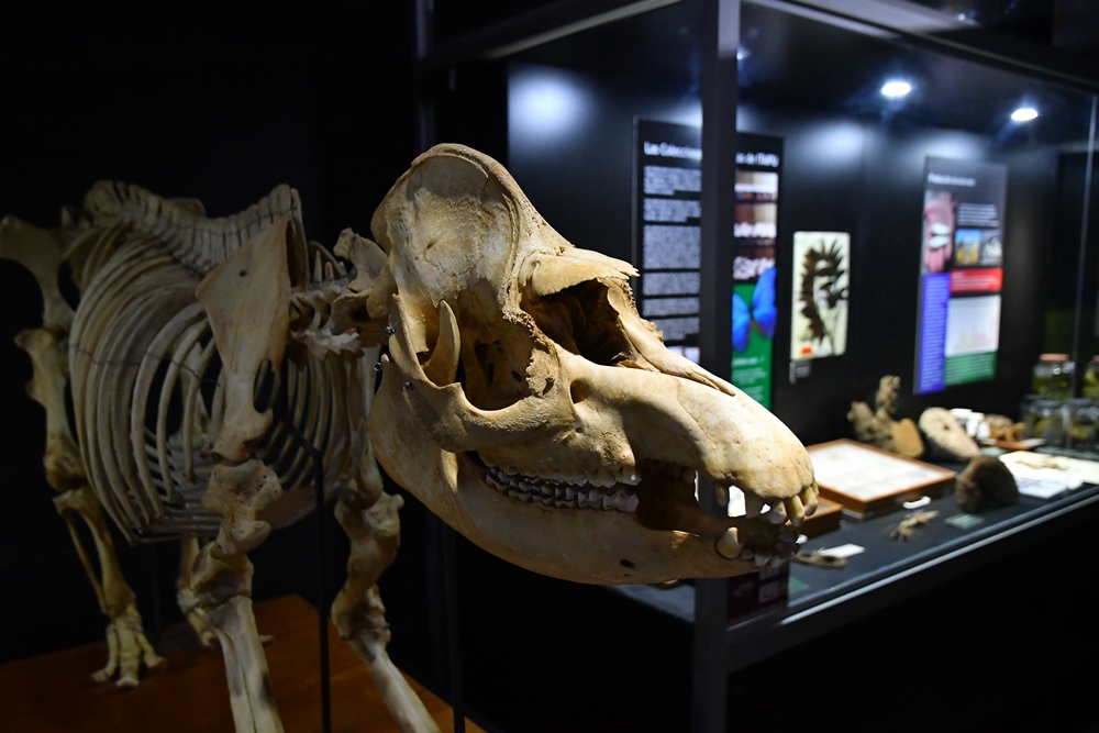Museu de Itaipu Tierra Guaraní - Visit Paraguay