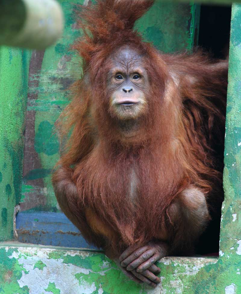 Zoo Santillana del Mar - Pequeocio