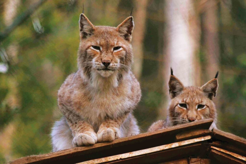 Parque Biológico Serra da Lousã - Jornal das Viagens