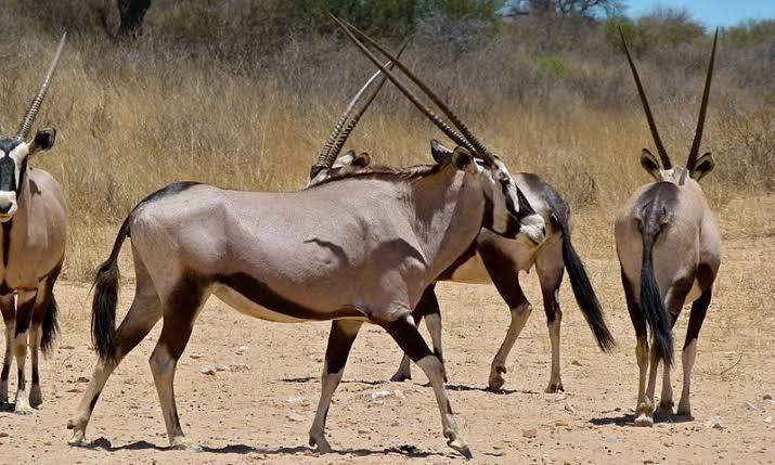 Gaborone Game Reserve - The Vacation Gateway