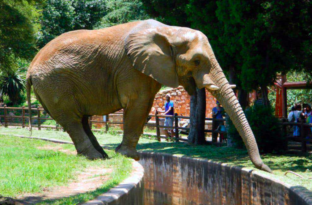 Johannesburg Zoo - The Incidental Tourist