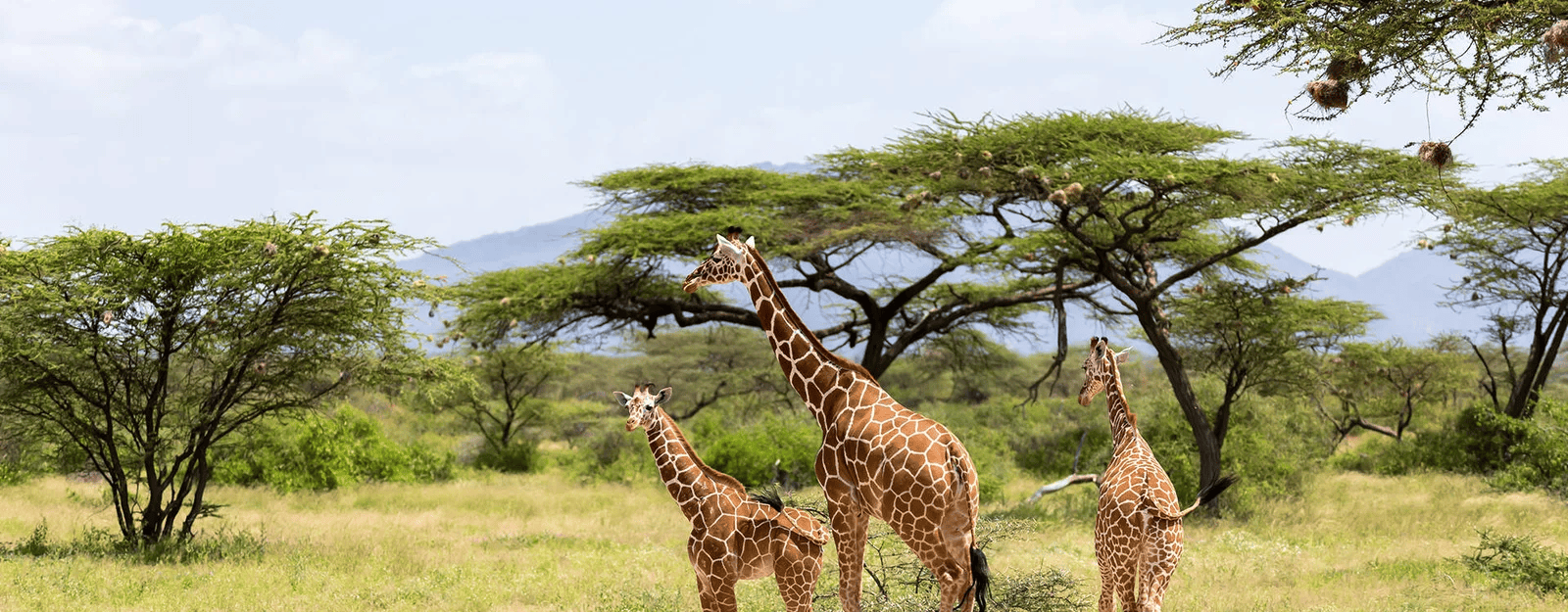 Mokolodi Nature Reserve - Sima Safari