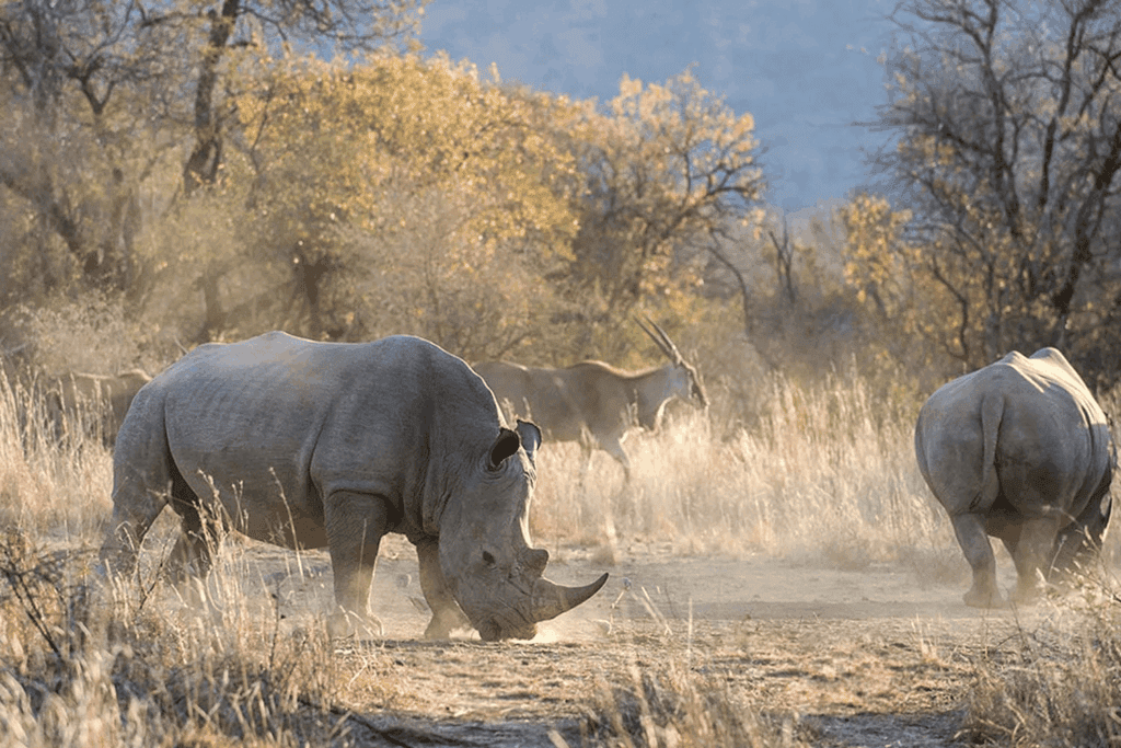 Mokolodi Nature Reserve - Sima Safari