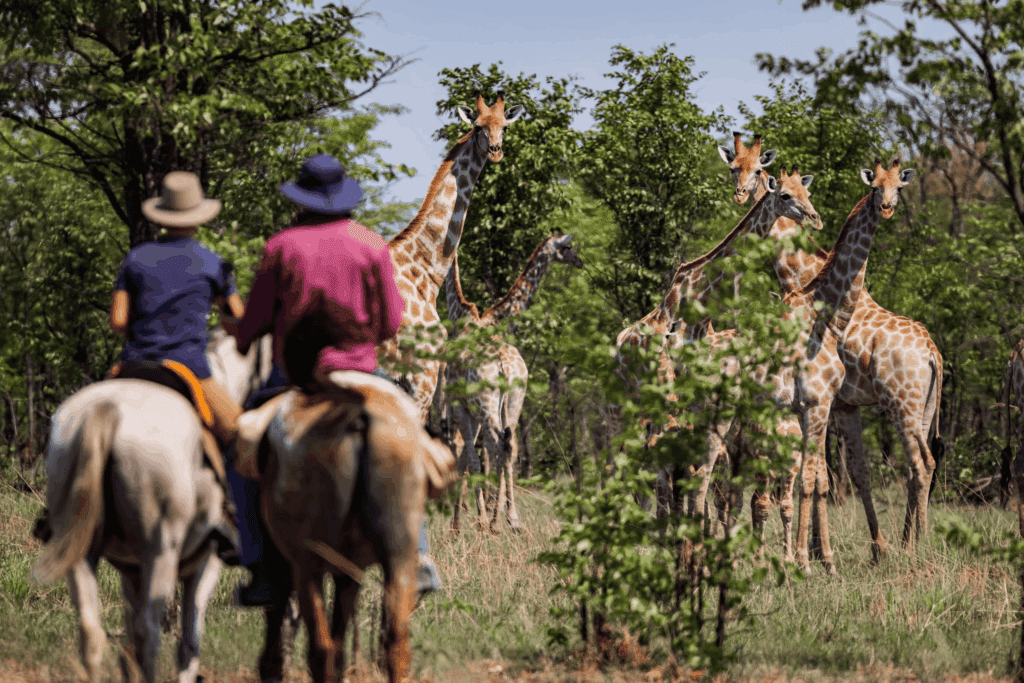 Safari a cavalo em Livingstone - Zambian Horseback Safaris