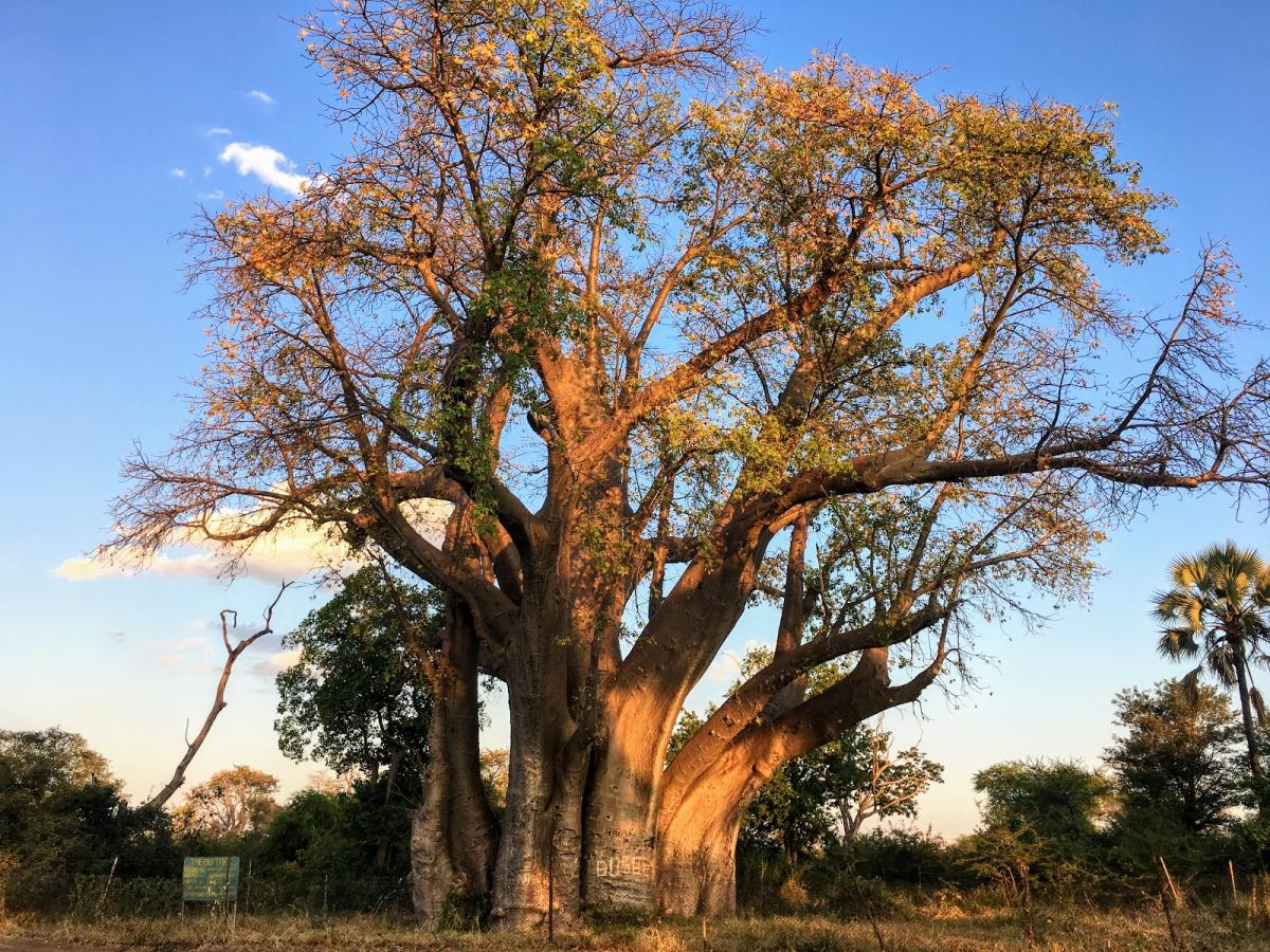 The Big Tree Victoria Falls - Hotspots2c