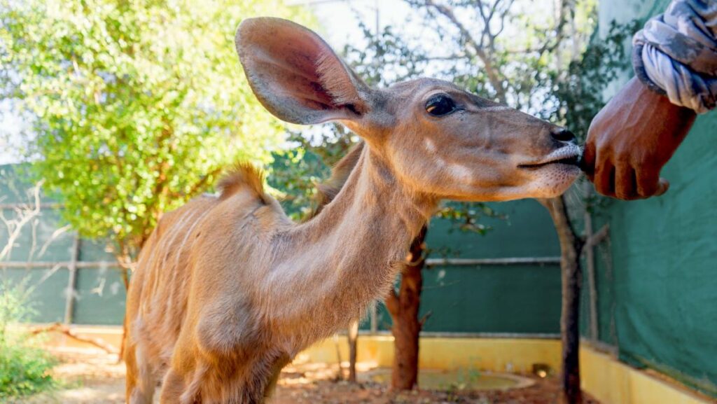 Victoria Falls Wildlife Trust - vfwt.org