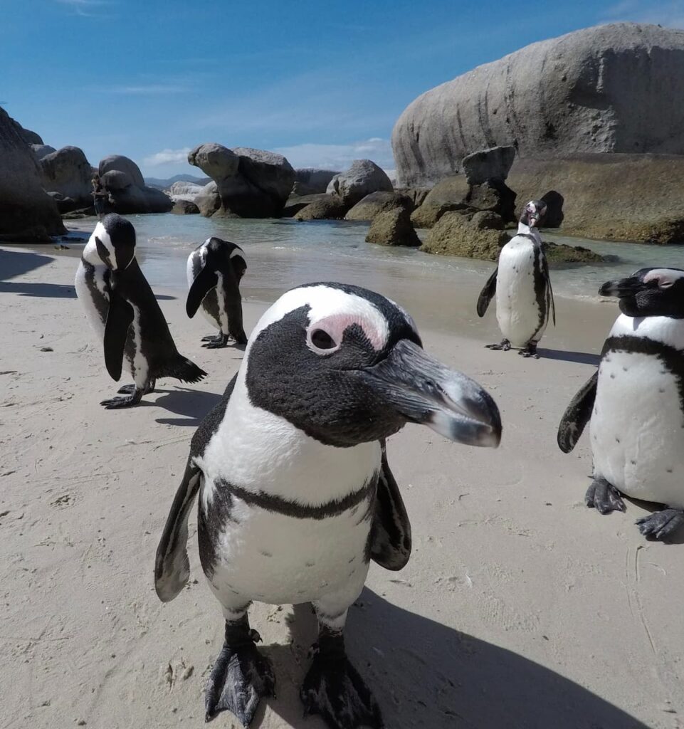 Boulders Beach Cidade do Cabo - Viin África