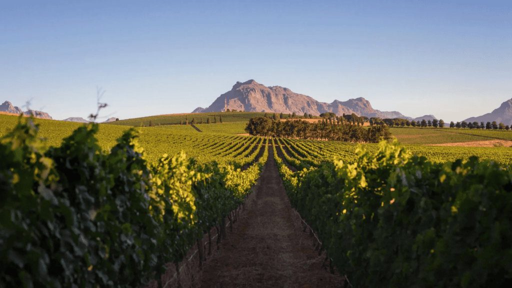 Cape Winelands Cidade do Cabo - Travel and Leisure Asia