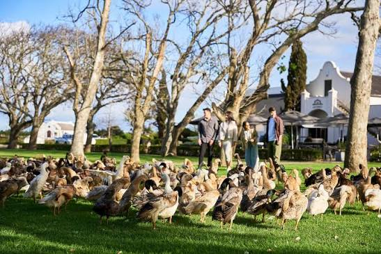 Corrida de patos Vergenoegd Löw Wine Estate Stellenbosch - Vergenoegd Löw Wine Estate