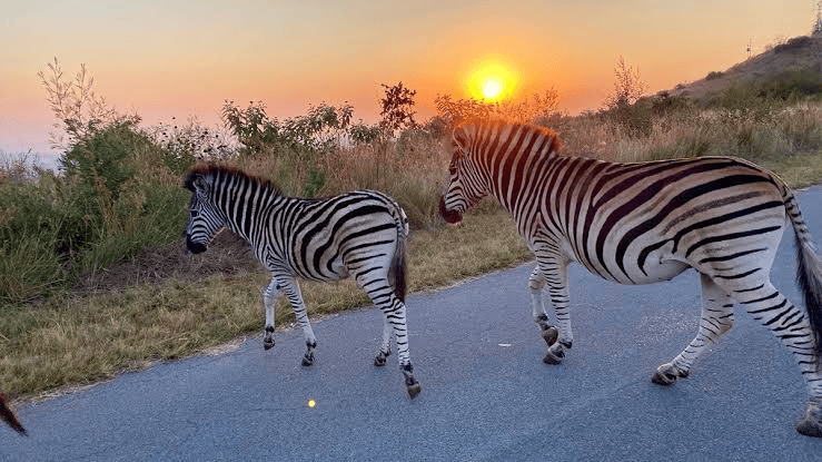 Klapperkop Nature Reserve em Pretoria - Business Tech