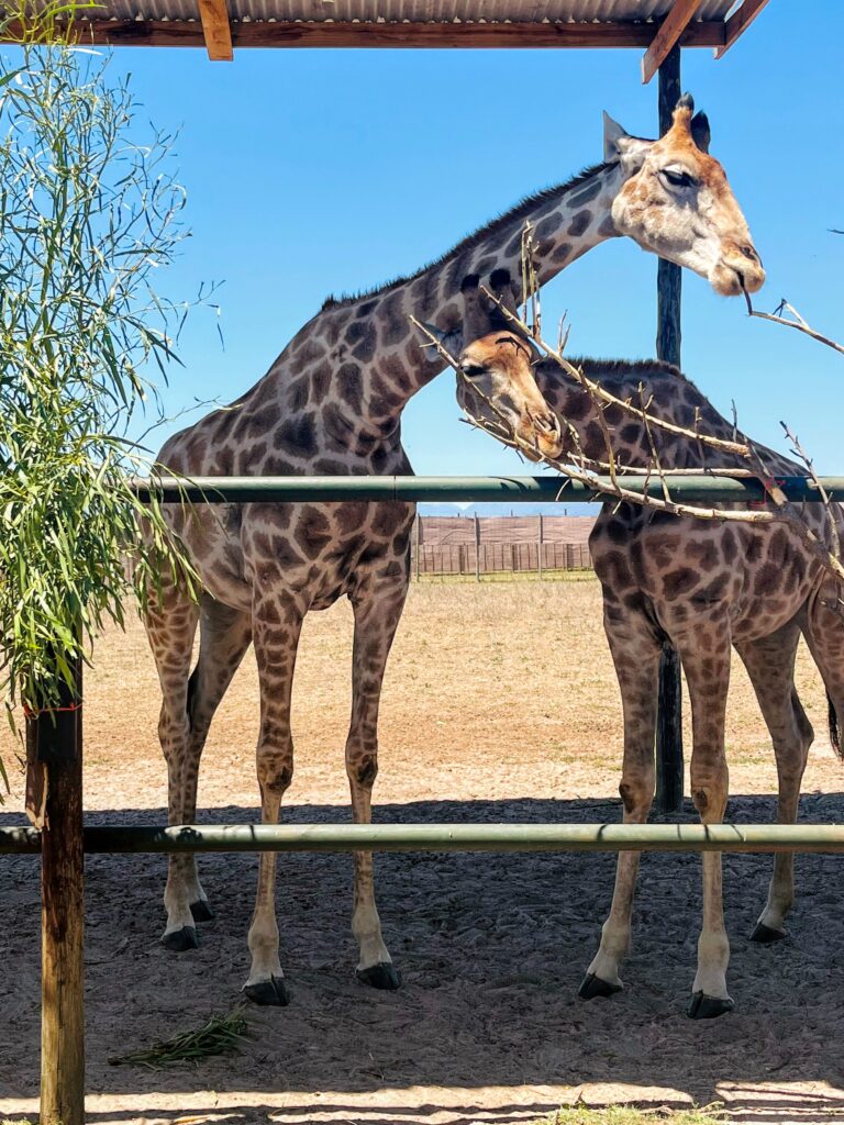 Giraffe House Paarl - Cape Town with Kids