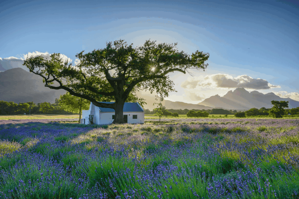 La Motte Franschoek - La Motte Wine Estate