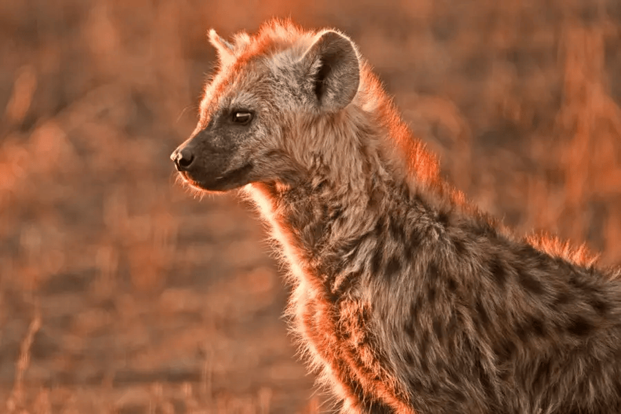 Animais no Kruger - Go2Africa
