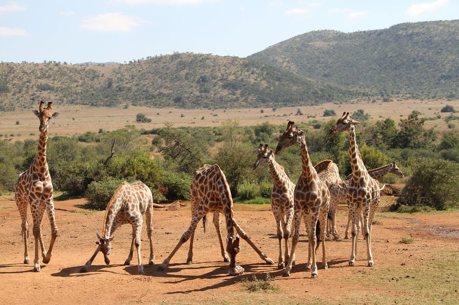 Animais no Pilanesberg - PANGEA Travel