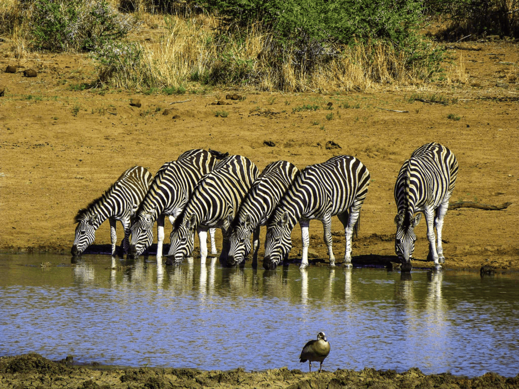 Animais no Pilanesberg - Travel Examiner
