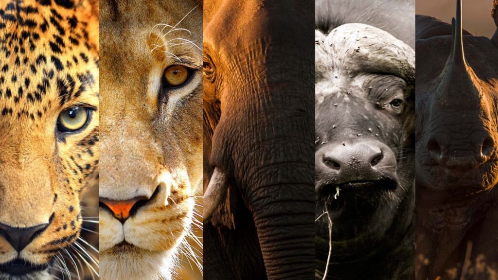 Big Five Kruger - Wanyama Safaris